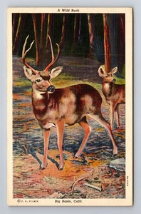 Big Basin CA-California, A Wild Buck, Antique Vintage c1939 Souvenir Postcard - Picture 1 of 2