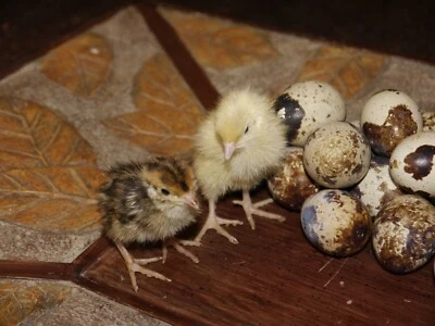 JUMBO WHITE TEXAS A&AMP;M 60 Jumbo White/ Jumbo Brown quail hatching eggs-30 of each