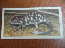 GB Brooke Bond "Wildlife in Danger" 1963 tea-card No.1  'Quoll eastern cat'.