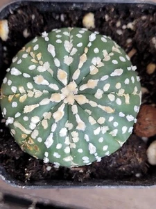 Astrophytum Asterias Cactus 2 in pot Kabuto Round Button Shape #2954 - Picture 1 of 4