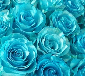 20 graines de Rosier rose BLEU TURQUOISE 20x TURQUOISE BLUE Rose rosebush seeds - Imagen 1 de 3