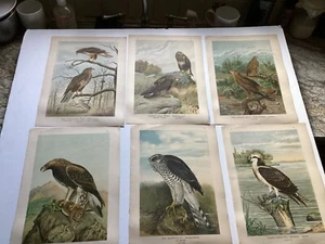Chromolithgraphs From Naturgeschichte der Vogel Mitteleuropas - Picture 1 of 20
