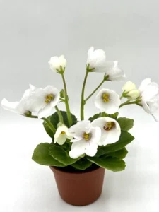 African Violet R-El’fijskaya Pesn’ Starter Plant SM - Picture 1 of 4