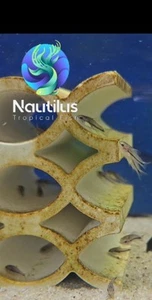 Pygmy Cory-Corydoras pygmaeus-Fast Shipping-We combine shipping!! - Picture 1 of 2