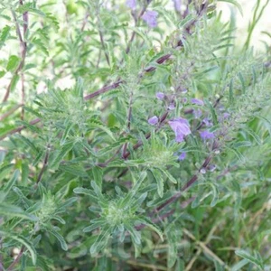 Kräuter 'Drachenkopf', Teepflanze, Türkische Melisse, Demeter BIO-Saatgut, 0,5g - Bild 1 von 3