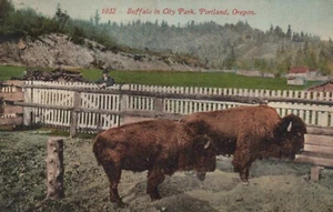 Postal de Portland Oregon Buffalo en City Park - Imagen 1 de 2