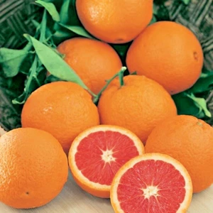 Cara Cara Orange Grafted Plant Fruit Tree Tall 24 inchs - Picture 1 of 8