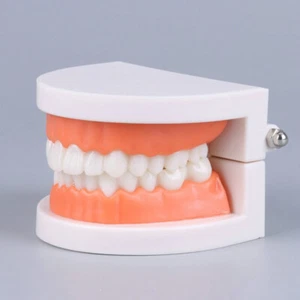 Standard Teeth Model Adult Standard Typodont Demonstration Denture Model Display - Picture 1 of 10