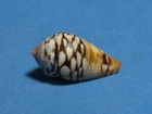 Conus mercator Linnaeus, 1758 "A CLASSIC COLLECTIBLE!"  (30.7mm)