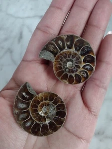 Pair Of Split Ammonite Fossils Ammonites Stone Polished (I) - Picture 1 of 6