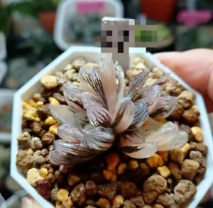 #sold out#Haworthia Cooperi " Devil" / Snow flake Variegated about 6cm Succulent - Picture 1 of 1