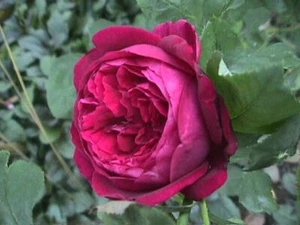 Duftende historische Moosrose Rose centifolia muscosa Rubra im Topf - Bild 1 von 1
