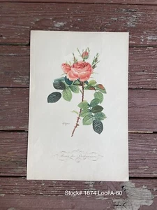 Vintage Pierre Joseph REDOUTÉ Rosier des Parfumeurs #6 Gravur auf Bögen 1950 - Bild 1 von 4