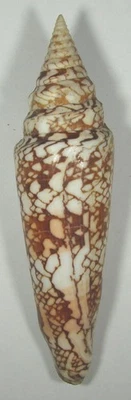 CONUS CLYTOSPIRA 160.85mm SUPER CHOICE XL SPECIMEN Kollam, S.W. India 2025 - Image 1 of 2