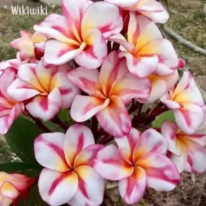 KK27 "Wikiwiki / Rosa" Plumeria Hawaii Frangipani Flor, Flor Tropical / REGALO - Imagen 1 de 7