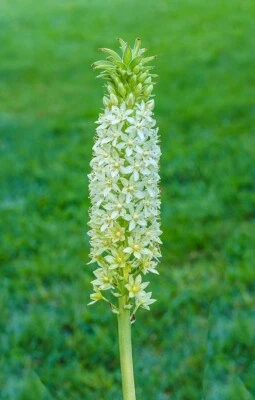 Eucomis pole evansii | Giant Pineapple Lily | 5 Seeds - Image 1 of 4