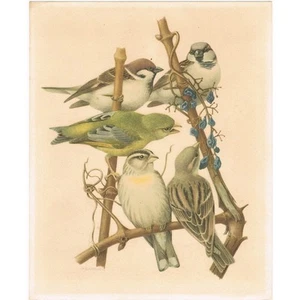 Grüner Spatz VÖGEL aus FRANKREICH von BARRUEL Sammlung Hépatior Nr. 12 um 1960 - Bild 1 von 2