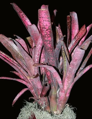 Bromeliad Billbergia ‘Afterglow’ - Image 1 of 3