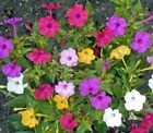 Four O’Clock FORMULA Mix Perennial NonGMO Pink Red Yellow White Flowers 25 Seeds
