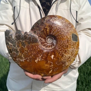 2.22kg Natural Ammonite Fossil Reiki Specimen Crystal Mineral Decor Crystal Gift - Picture 1 of 12