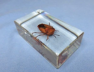 Shield Bug Native to Worldwide set in Block of Resin - Picture 1 of 11