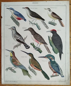 Vögel Eisvogel Specht - Oken Großer Originaldruck Koloriert Folio - 1843 - Bild 1 von 2