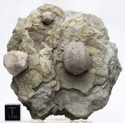 PLACA FÓSIL BLASTOID Matriz de Vida Marina Espécimen Mineral Equinodermo ILLINOIS RARO Foto 1 de 4