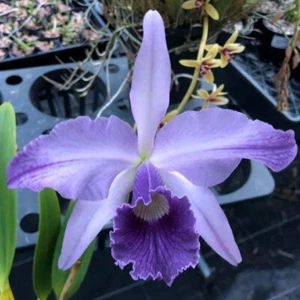 Orchid Mericlone C. Canhamiana 'Azure Skies' flowering size - Picture 1 of 11