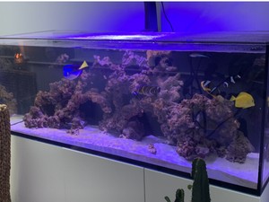 red sea tank for sale