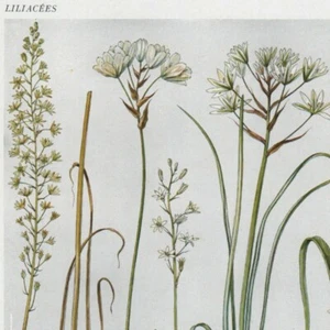 Ornithogalum Pl 579 - Plante Flore -- Gravure de presse 1930 - Picture 1 of 2