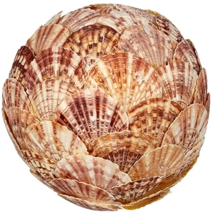 Pecten Lentigious Shell Flat Orb 6" - Bild 1 von 1