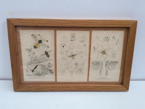 Antiker Stahlstich handkoloriert Insekten um 1840 aus „Arcana Entomologica“ - Bild 1 von 11