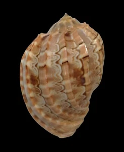 Conchiglia Shell HARPA MAJOR Filippine 96,3 mm # BIG SIZE - Picture 1 of 4