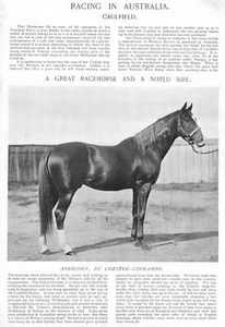 1896 Horse Racing In Caulfield Australia Racehorse Abercorn Chestnut Mare - Picture 1 of 1