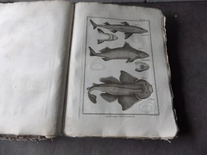 PANCKOUCKE ICHTCHYOLOGIE POISSONS GRAVURE ORIGINALE DE 1788 22 X 31 Cms - Foto 1 di 1