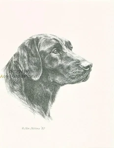 #260 BLACK LABRADOR RETRIEVER dog art print * Pen and ink drawing by Jan Jellins - Picture 1 of 9