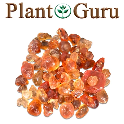 Gum Arabic Resin Incense - 100% Pure & Natural Hashab Acacia Wicca Pagan Bulk - Image 1 of 4