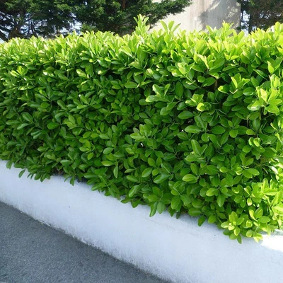 MESARBUSTES.COM Euonymus japonicus - Fusain du Japon persistant vert