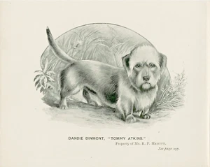 DANDIE DINMONT TERRIER LITTLE ANTIQUE 1895 DOG ART PRINT - Foto 1 di 1