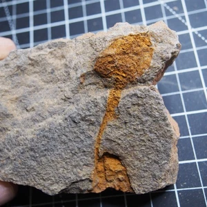 Echinoderma Dendrocystites sp. Fossil Morocco Ordovician - Picture 1 of 12