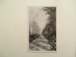 RPPC Ely Minnesota Postcard A road thru the Birches MN Real Photo - Picture 1 of 2
