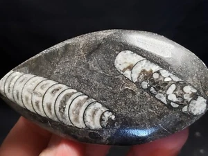 Fossil Nautiloid Orthoceras from Morocco 3.5"x2" (2.7 oz.) - Picture 1 of 4