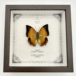 Real Butterfly Specimen Shadow Display Box Home decor (Charaxes marmax) - Picture 1 of 6