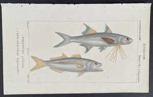 Turpin 1816 antiker handkolorierter Druck: Fadenflosse & Blaufisch, Meeresleben, Fische - Bild 1 von 2
