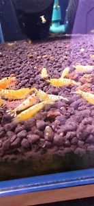 Yellow Galaxy Tiger 5+1 Freshwater Caridina Aquarium Shrimps - Picture 1 of 2