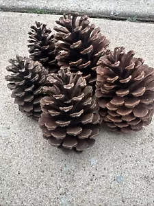 Bag of Pinecones Rooms In Bloom 4”-5” Christmas Holiday Room Decor Decoration - Picture 1 of 3
