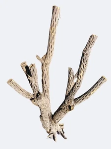 Pieza de madera Cholla 24" X 17" X 6" | Acuario | Terrario | Reptiles - Imagen 1 de 1