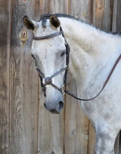 KL Select Black Oak Cedar Figure 8 Jumper Bridle with Reins - Picture 1 of 3