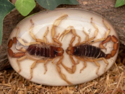 Real DUAL Scorpion 皮带扣西部男式女式牛仔复古 Hecho en 墨西哥 — 第 1/4 张图片