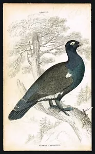 1840 Hand-Colored Capercaillie Grouse Print - Jardine Naturalist's Library - Picture 1 of 6
